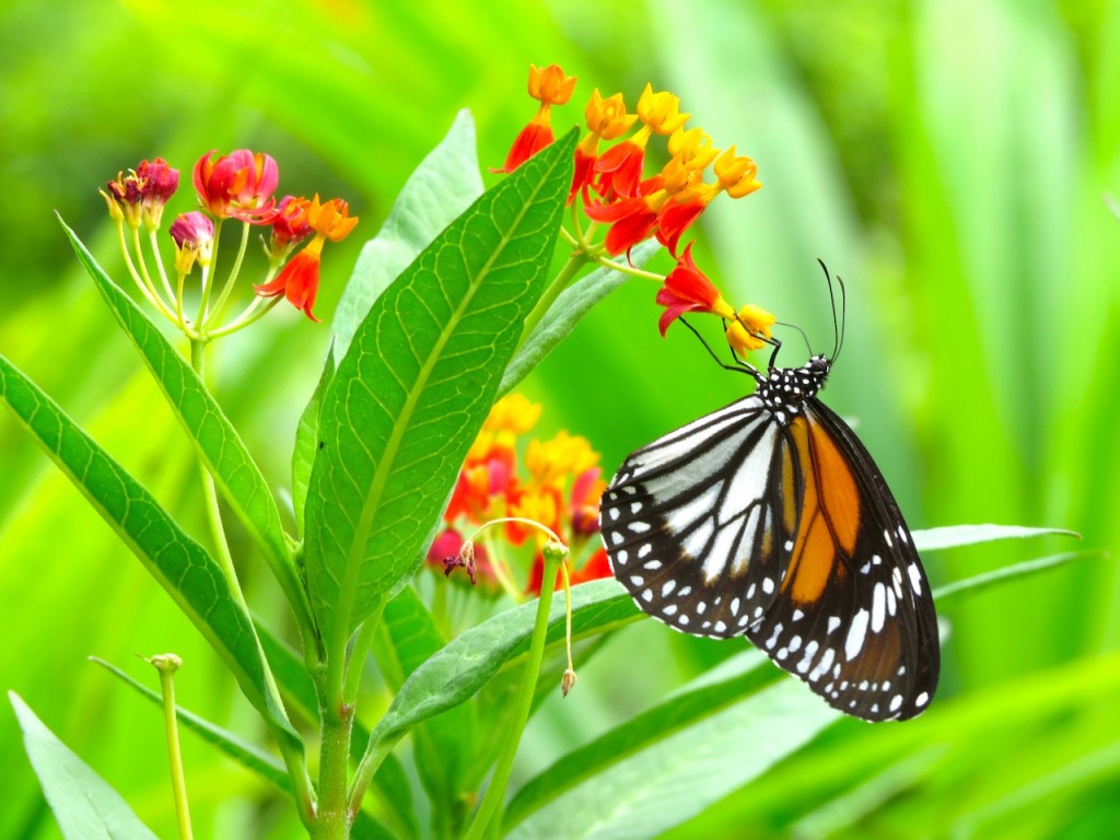 Spotted in the Jacob Challas Children's Garden in Singapore