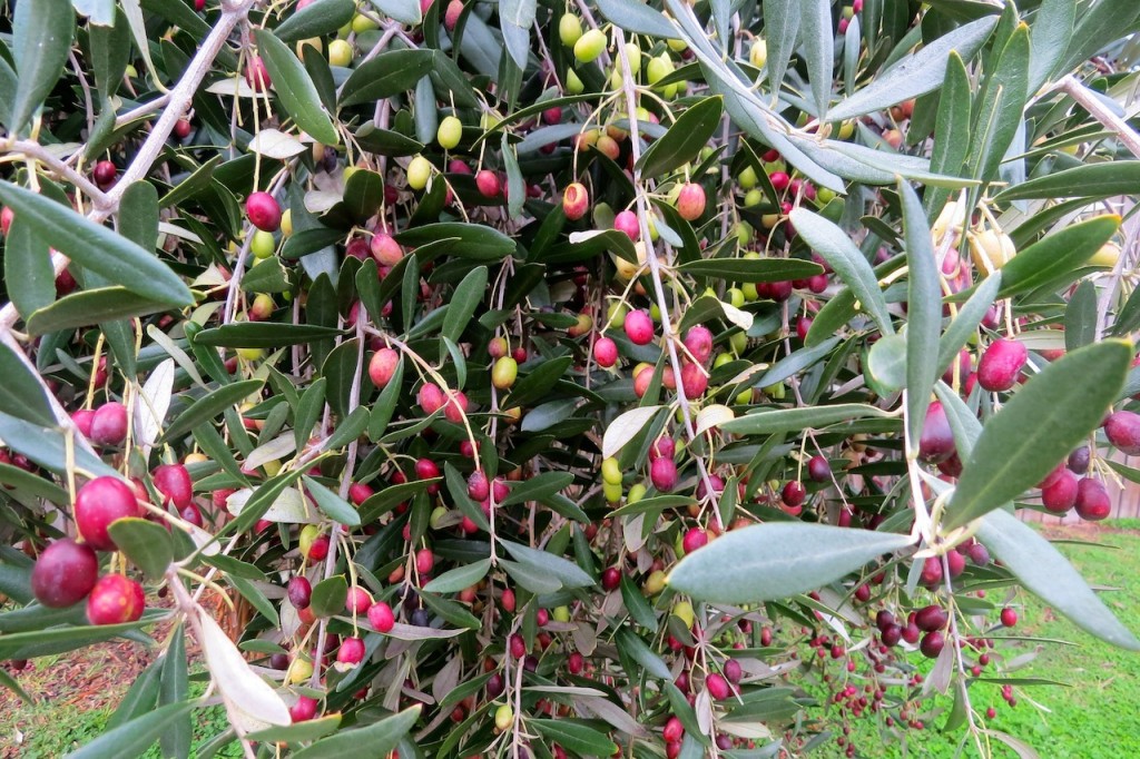Pick your own olives at Historic Avalon Blairgowrie
