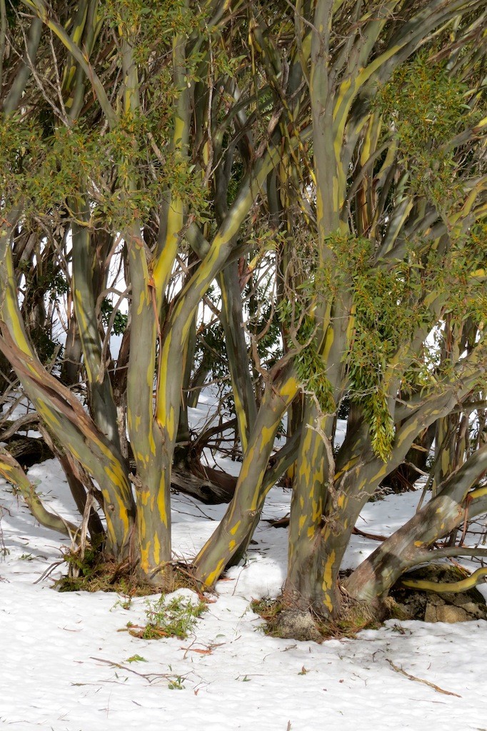 Snow Gums Mount Baw Baw