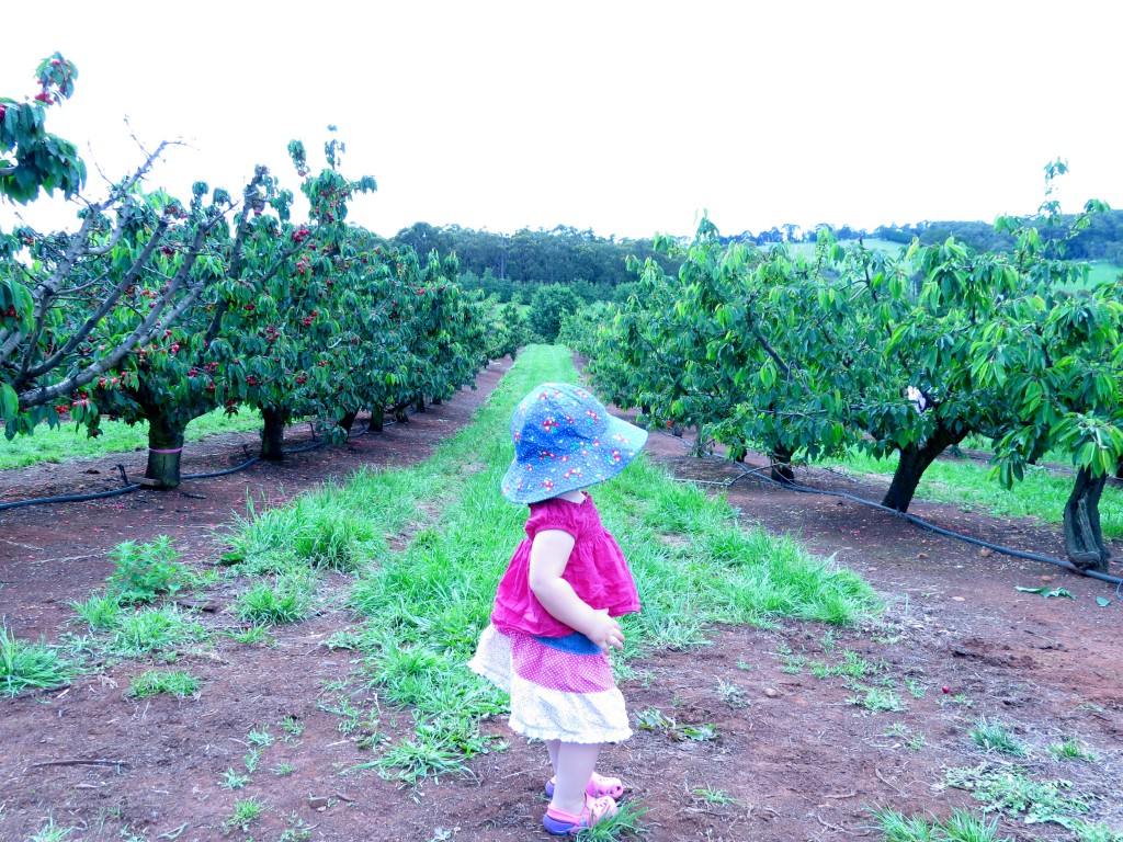 Cherryhill Orchards in the Yarra Valley