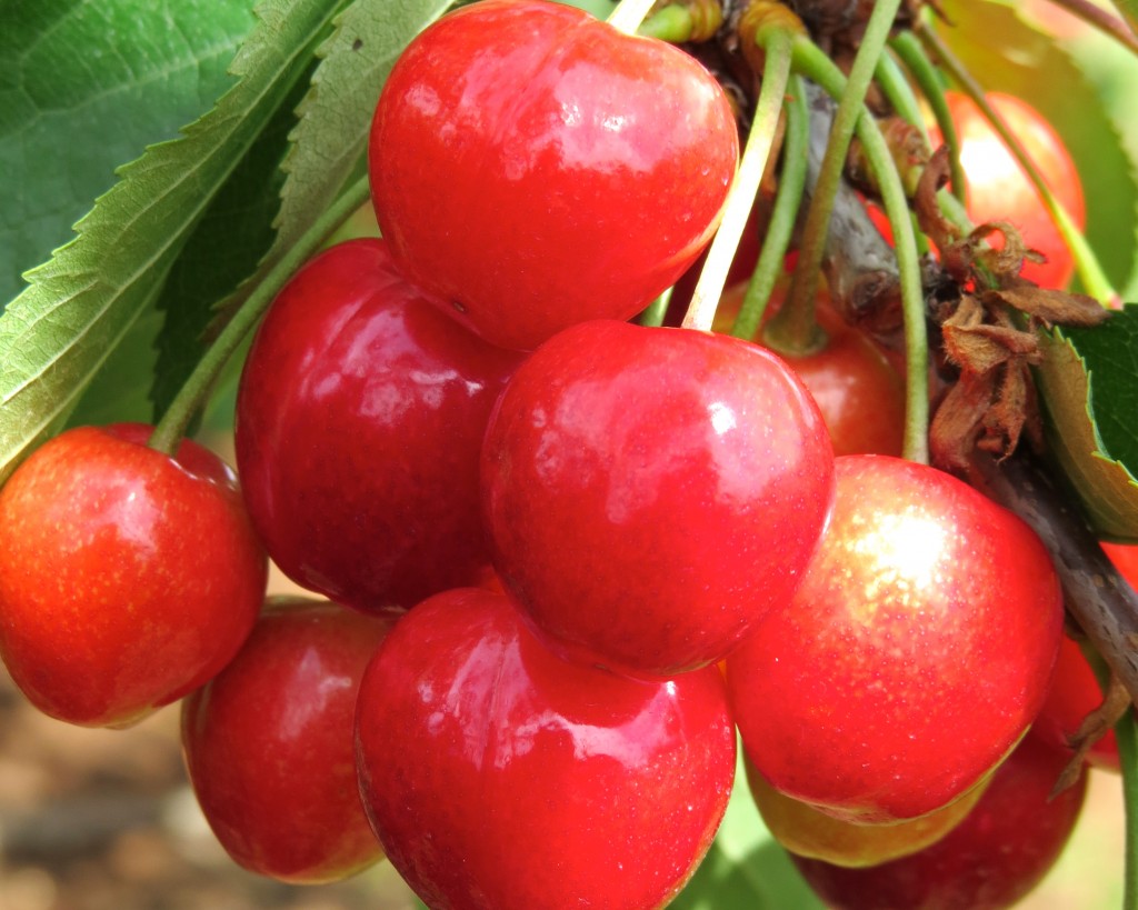 Cherryhill Orchards in the Yarra Valley