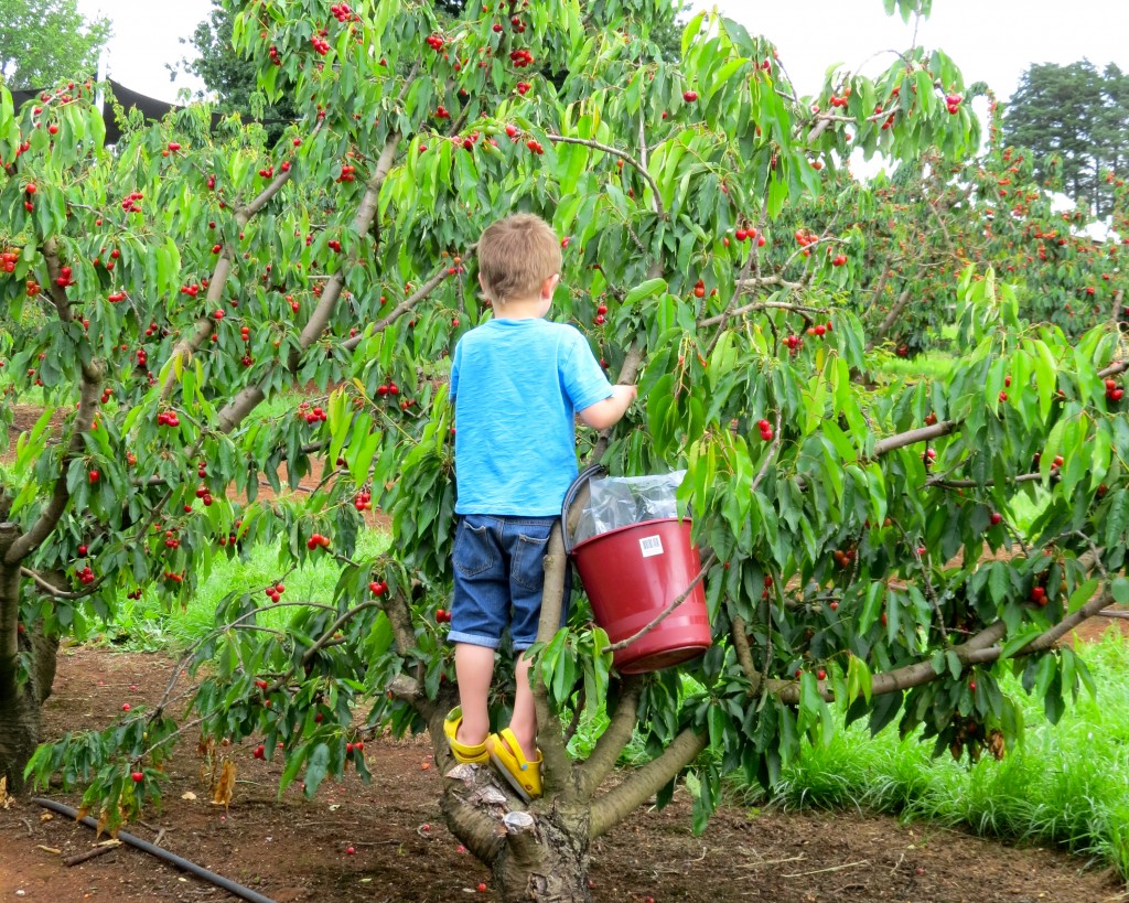 Our resident monkey hard at work in the Cherryhill Orchards