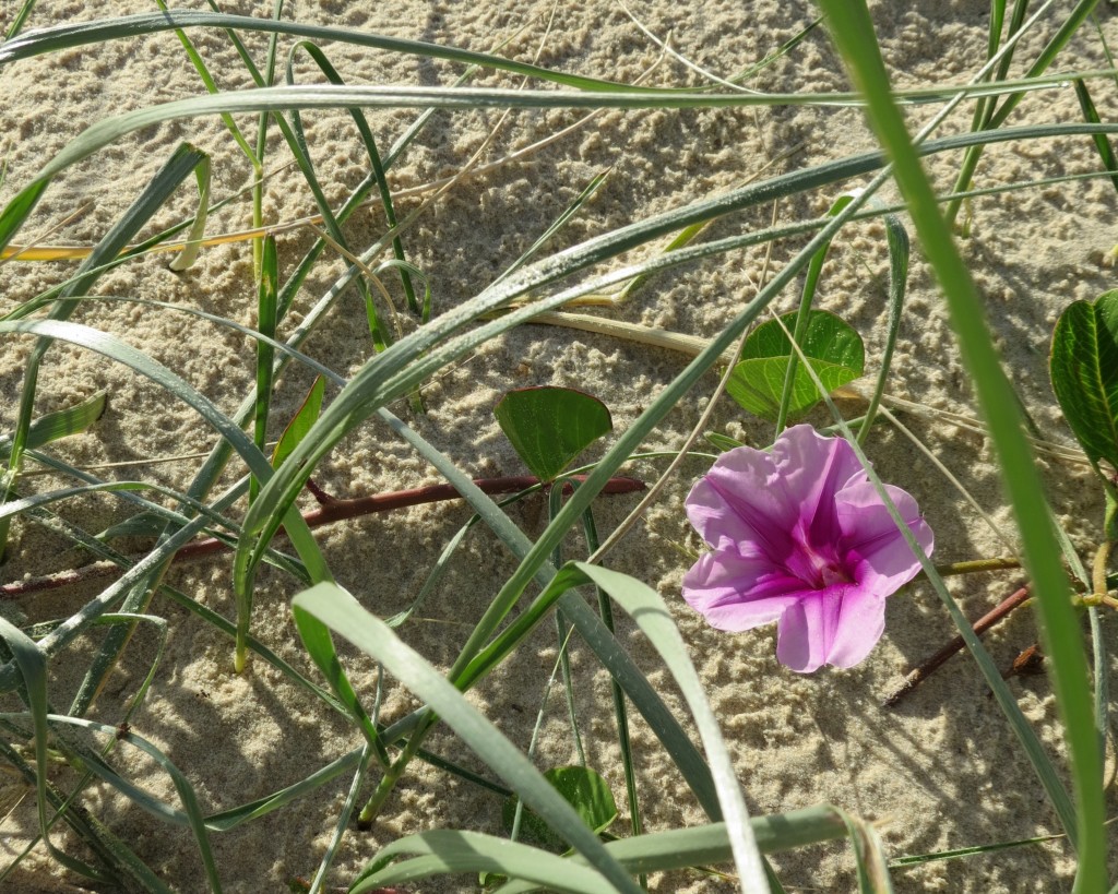 Location - we escape the hustle and bustle of Surfers Paradise to the wonderfully deserted beaches.