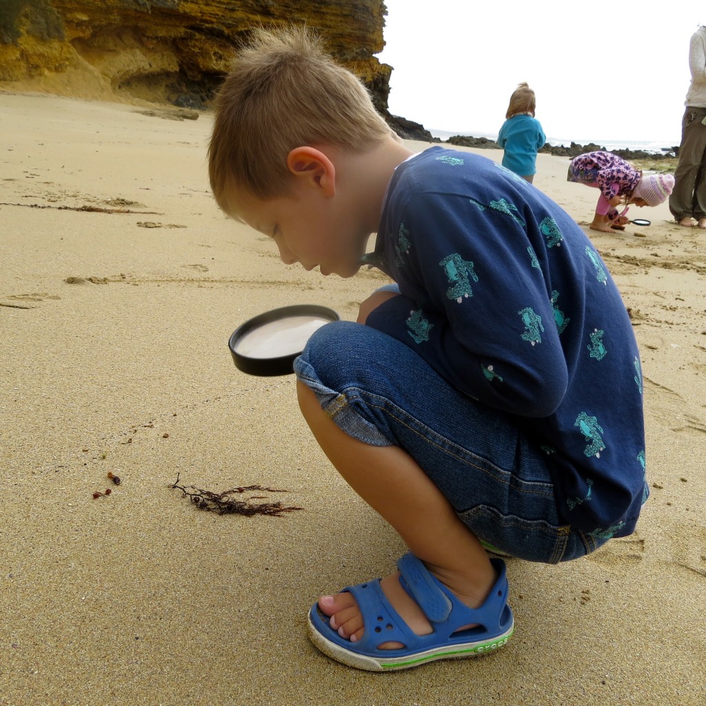 On a "Beach Scene Investigation" with Ecologics school holiday program