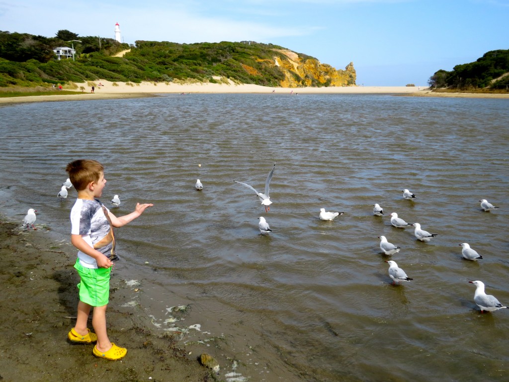 Feeding the seagulls Aireys Inlet