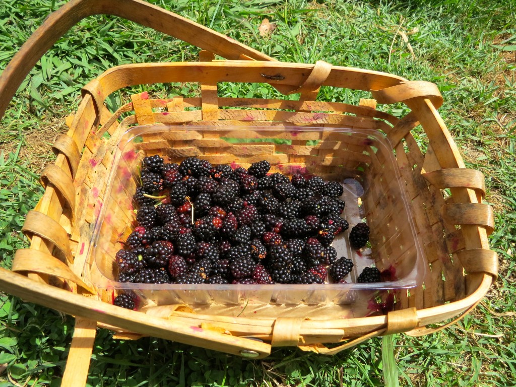 Gentle Annies Berrie Gardens