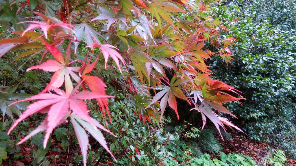 Autumn leaves in the Dandenong Ranges