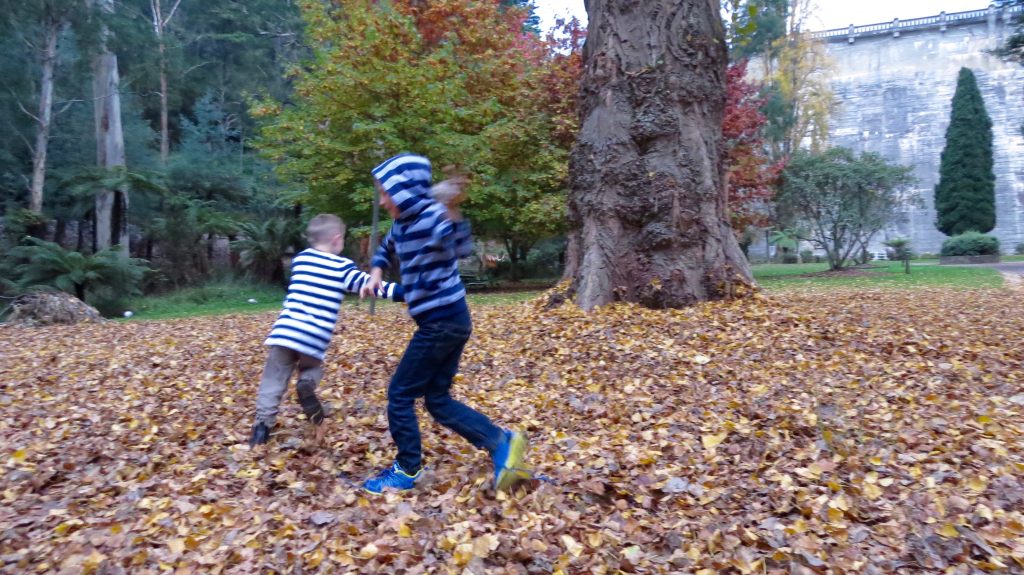 More leaf fights at Maroondah Reservoir Park just past Healesville on the Maroondah Highway