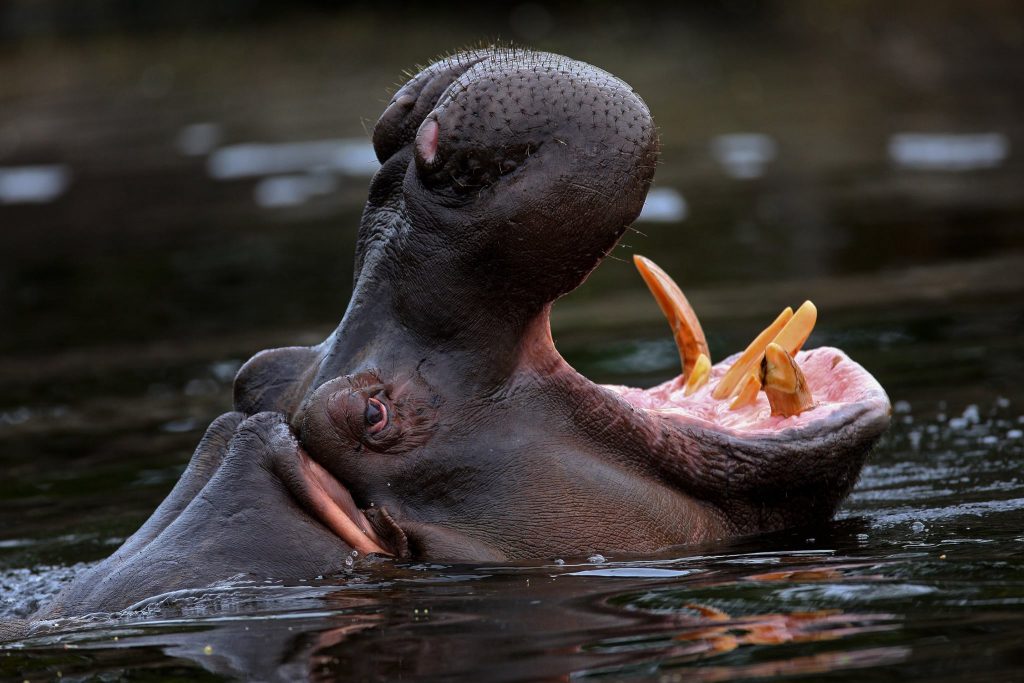 Wild Nights at the Werribee Zoo