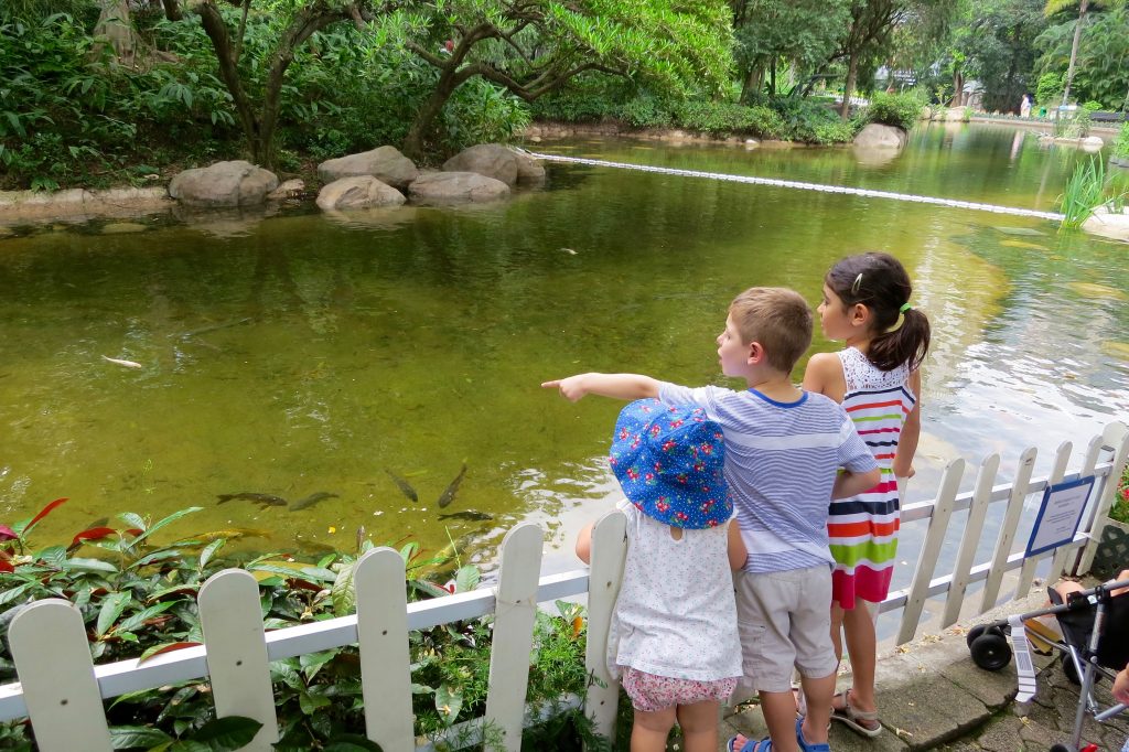 Spying turtles and dragonflies in Hong Kong Park