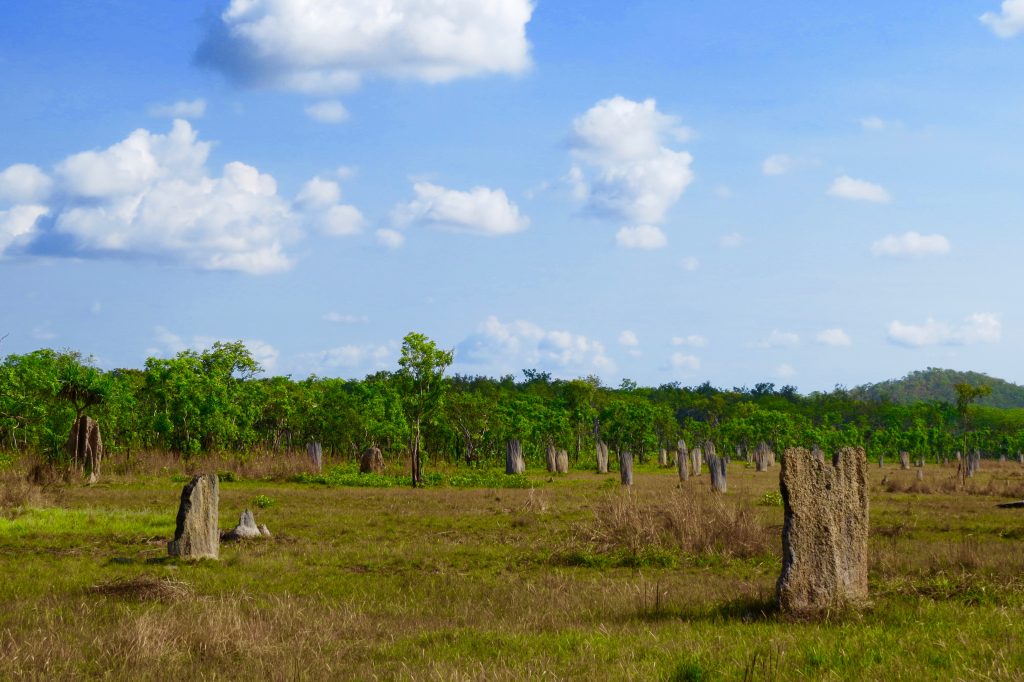 Magnetic Termite Mounds at Litchfield National Park